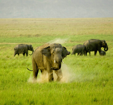 Online Booking in Jim Corbett National Park