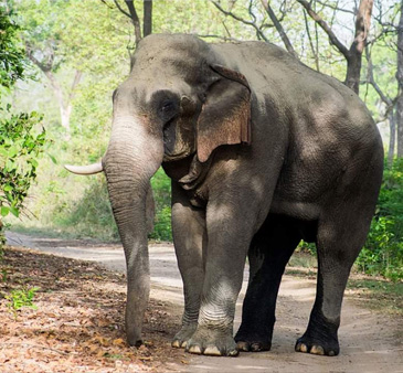 Online Booking in Jim Corbett National Park