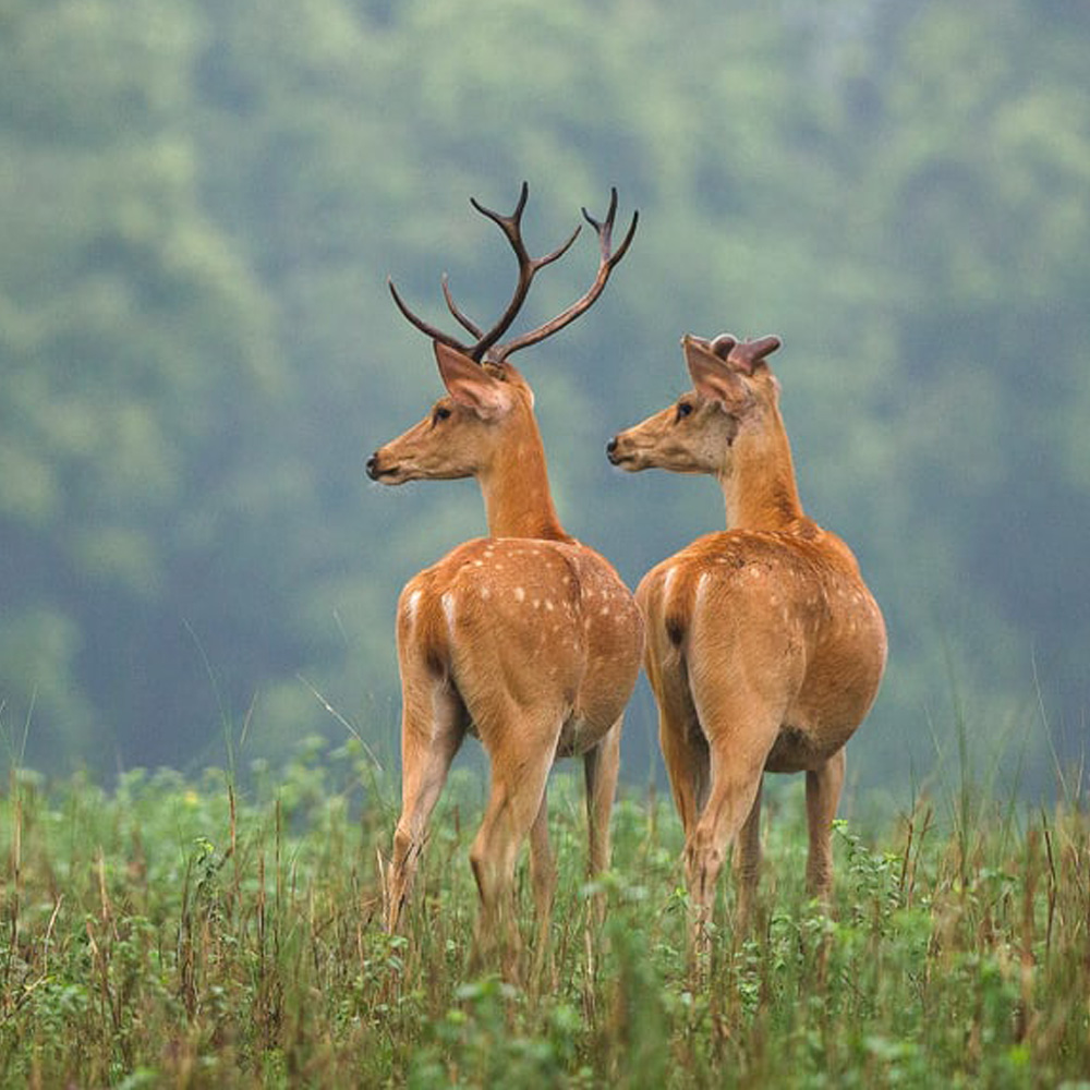 Online Booking in Jim Corbett National Park